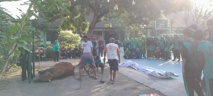 Siswa MTs Negeri 3 Sleman Antusias Saksikan Penyembelihan Hewan Kurban